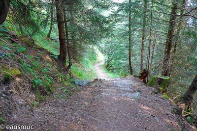 Trail im Wald