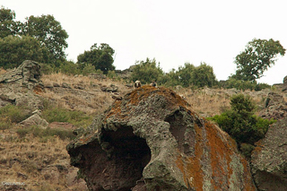 Gänsegeier auf einem Felsen