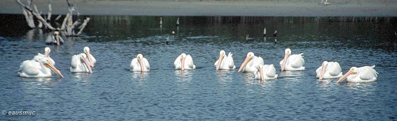 Pelikane beim Formationsfischen