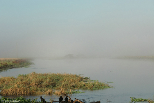 Nebel über dem Myakka River