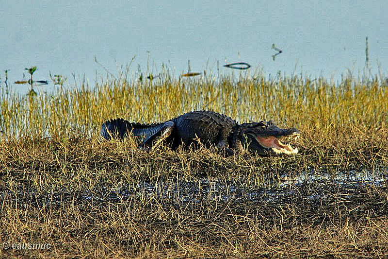 Alligator beim Sonnenbaden