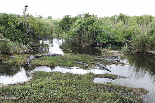 Aligatoren am Anhinga Trail