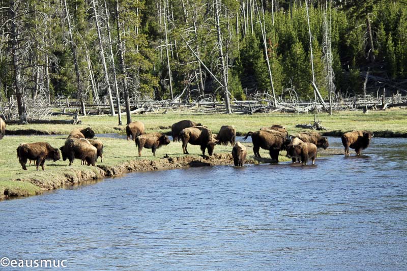 Bisons am Firehole River