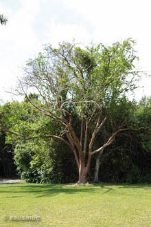 Gumbo Limbo Baum