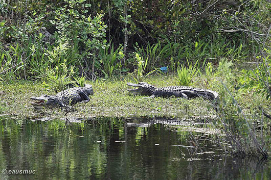 Alligatoren südlich des Tamiami Trails