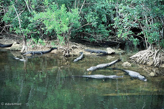 Alligatoren im Turner River Canal