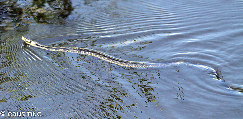 Southern Water Snake