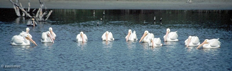 Pelikane beim Fischen