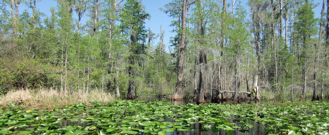 Swamp und Zypressen
