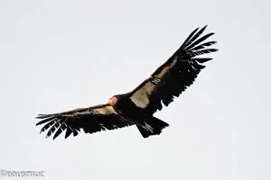 Ein Condor