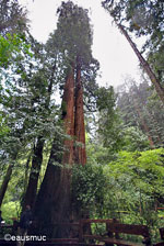 Muir Woods Redwoodbaum