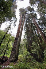 Muir Woods Redwoodbaum